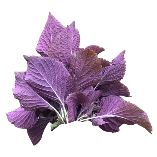 Perilla/ Shiso-Rau Tía Tô-Bund 100g